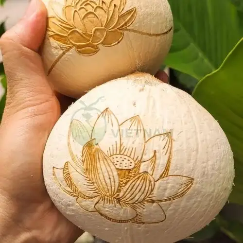 Xưởng cung cấp dừa tươi cúng vào ngày rằm, Lễ, Tết – Giá từ 20.000đ/trái