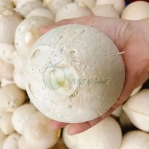 Xưởng cung cấp dừa tươi cúng vào ngày rằm, Lễ, Tết – Giá từ 20.000đ/trái